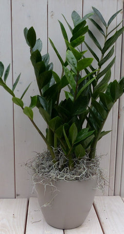 Zamioculcas in taupe pot 55 cm