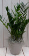 Zamioculcas in taupe pot 55 cm