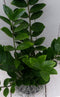Zamioculcas in taupe pot 55 cm