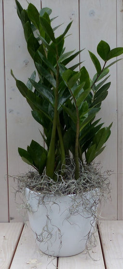 Zamioculcas in witte pot 55 cm