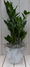Zamioculcas in witte pot 55 cm
