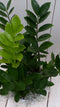 Zamioculcas in witte pot 55 cm
