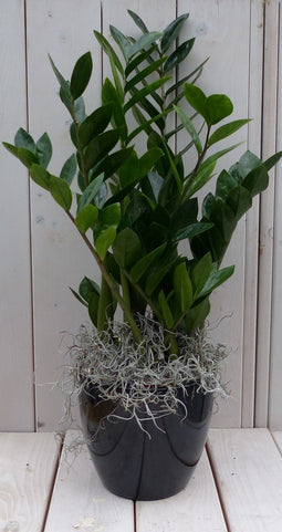 Zamioculcas in zwart/antraciete pot 55 cm