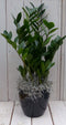 Zamioculcas in zwart/antraciete pot 55 cm