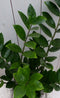 Zamioculcas in zwart/antraciete pot 55 cm