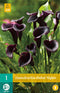 Zantedeschia Dubai Nights 14/16 - 1st - Bloembollen - JUB Holland