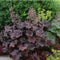 Plants by Frank | 6 Purperklokjes Planten | Heuchera micrantha 'Palace Purple' | Winterharde bodembedekker planten | tuinplanten | Winterharde vaste planten meerjarig | Winterharde tuinplanten