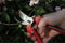 ARS Lichtgewicht Snoeischaar - Ergonomisch Design - Gehard Staal - 205 mm - Rood/zwart
