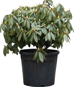 2 stuks! Rhododendron Catawbiense boursault Rhododendron Catawbiens...