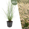 Plants by Frank | 48 Lampenpoetsergras Planten | Pennisetum alopecuroides 'Hameln' | Winterharde bodembedekker planten | tuinplanten | Siergrassen | Winterharde vaste planten meerjarig | Winterharde tuinplanten