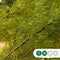 Tamarisk | Tamarix tetrandra 6-8 cm | Bomenbezorgd.nl