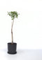 Plant in a Box - Prunus Armeniaca 'Abrikozenboom' - Fruitboom - Pot 21cm - Hoogte 90-100cm