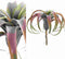 PTMD Succulent Plant Tillandsia Pluk Kunsttak - 14 x 24 x 26 cm - Roze