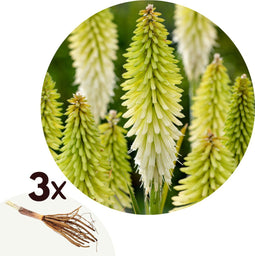 Plant in a Box - Tritoma Kniphofia Ice Queen - Set van 3 - Vuurpijl - Wortelstokken - Tuinplant