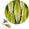 Plant in a Box - Tritoma Kniphofia Ice Queen - Set van 3 - Vuurpijl - Wortelstokken - Tuinplant