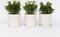 Plant in a Box - Hebe All Blooms 'Ranaia' - Rood - Hebe - Set van 3 - Tuinplant - Winterhard - Pot 13cm - Hoogte 30-35cm