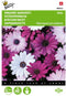 5 stuks - Buzzy - Osteospermum Akila mix Spaanse Margriet Tuinplus