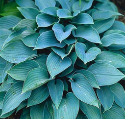 5 stuks Hosta Halcyon