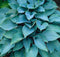 5 stuks Hosta Halcyon