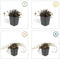 Plants by Frank | 48 Stekelnoot planten | Acaena microphylla 'Kupferteppich' | Winterharde bodembedekker | Winterharde planten voor de tuin | Winterharde vaste planten meerjarig | Winterharde tuinplanten
