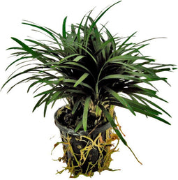 Ap-ophiopogon kyoto 5 cm pot