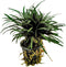 Ap-ophiopogon kyoto 5 cm pot