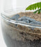 Biodome Biophytum - Terrarium - 17 cm