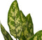 Decorum Duo 2 x Aglaonema Maria met Anna taupe – ↨ 25cm – ⌀ 12cm