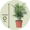 Plant in a Box - Dwergpalm - Chamaedorea elegans - Hoogte 30-40cm - Pot 12cm - Kamerplant - Groen
