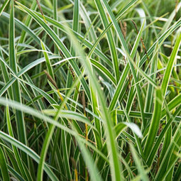 Zegge (Carex) morrowii | 1 stuk | groenblijvende vaste plant | wintergroen | 11x11 cm Kwekerspot | Geschikt voor in Pot | winterhard | Geel