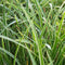 Zegge (Carex) morrowii | 1 stuk | groenblijvende vaste plant | wintergroen | 11x11 cm Kwekerspot | Geschikt voor in Pot | winterhard | Geel