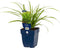 Zegge (Carex) morrowii | 1 stuk | groenblijvende vaste plant | wintergroen | 11x11 cm Kwekerspot | Geschikt voor in Pot | winterhard | Geel