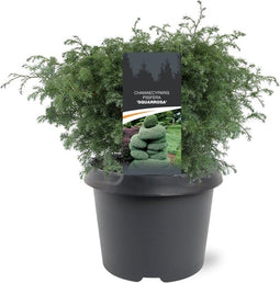 Warentuin natuurlijk - Chamaecyparis pis. Squarrosa 25-30 cm Conifeer