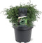 Warentuin natuurlijk - Chamaecyparis pis. Squarrosa 25-30 cm Conifeer
