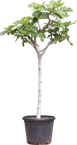 Vijgenboom - Ficus carica 125 - 150 cm (12 - 14 cm stamomtrek)