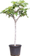 Vijgenboom - Ficus carica 125 - 150 cm (12 - 14 cm stamomtrek)