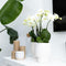Kolibri Orchids | Witte Phalaenopsis orchidee potmaat - Jewel Ghent + Scandic witte sierpot - potmaat Ø12cm | bloeiende kamerplant - vers van de kweker