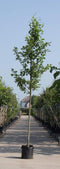 Gewone els | Alnus glutinosa 18-20 cm | Bomenbezorgd.nl