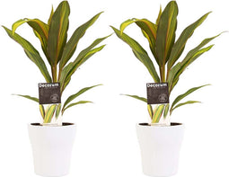 Decorum Duo 2x Cordyline Kiwi met Anna white – ↨ 40cm – ⌀ 12cm