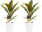Decorum Duo 2x Cordyline Kiwi met Anna white – ↨ 40cm – ⌀ 12cm