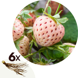 Plant in a Box - Fragaria White Pine - Set van 6 - Witte aardbeien - Ananasaardbei - Pineberry