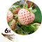 Plant in a Box - Fragaria White Pine - Set van 6 - Witte aardbeien - Ananasaardbei - Pineberry