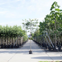 Groene leibeuk 150 cm | Fagus sylvatica 8-12 cm 150 cm| Bomenbezorgd.nl