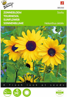 2 stuks - Buzzy - Helianthus Debilis Geel Stella