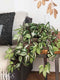 Mica Decorations Tradescantia Kunstplant - 80 x 30 x 15 cm - 4 Stuks