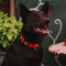 Hondenhalsband Dingo 14755 Oranje 20 cm
