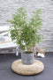 Duo ‘Fargesia Rufa’ (Bamboe) in ELHO outdoor sierpot Greenville (zwart) - Set van 2 - Hoogeveen Plants BV - Tuinplanten- Hoogte 70 cm