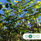 Leilinde 8-12 cm omtrek van de stam + aanplantpakket