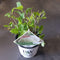 Hello Plants Hydrangea Arborescens Strong Annabelle Hortensia - Wit - Ø 19 cm - Hoogte: 30 cm