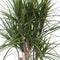 Dracaena Marginata ↨ 100cm - hoge kwaliteit planten